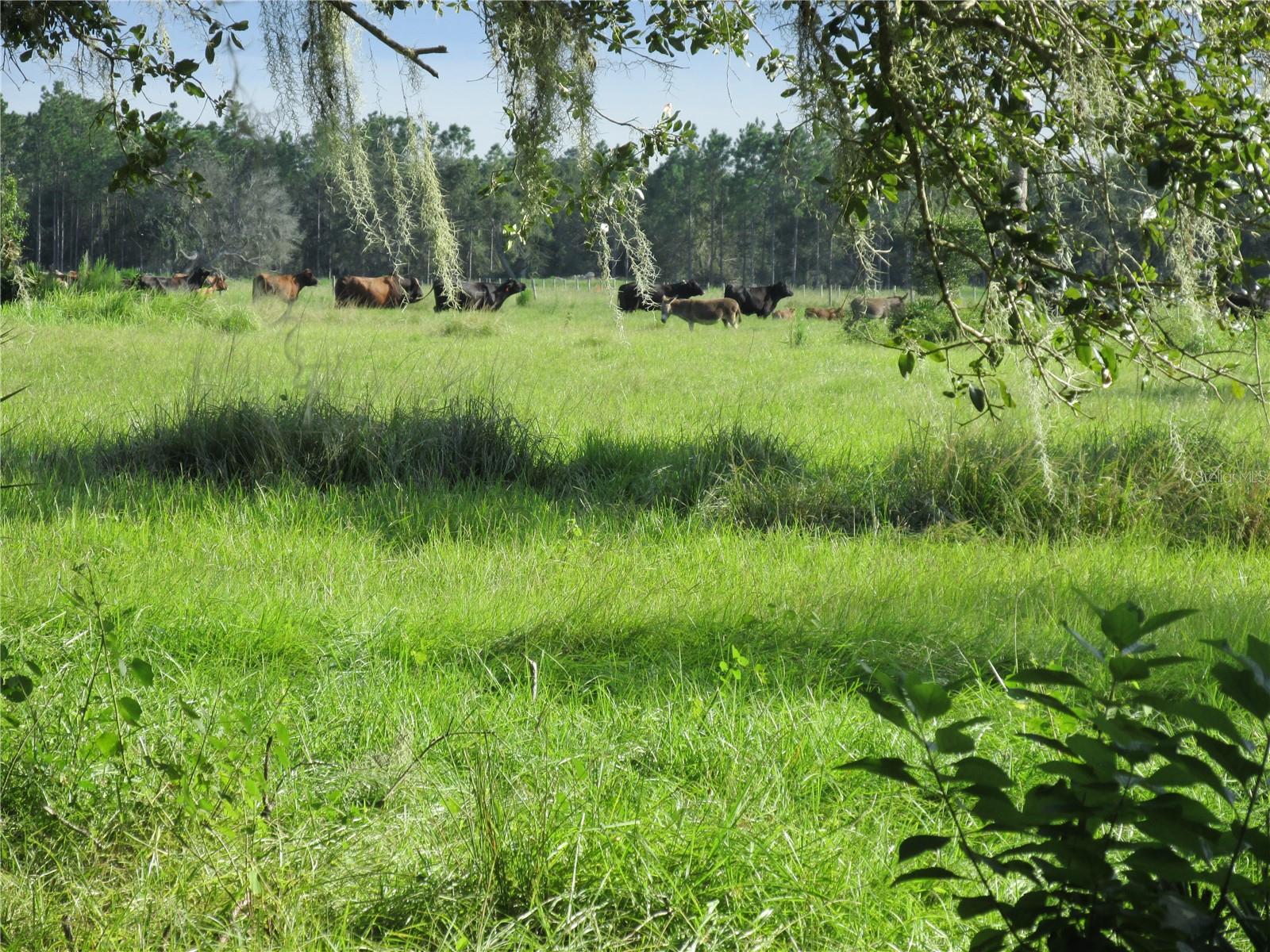 MYAKKA CITY AREA - Residential