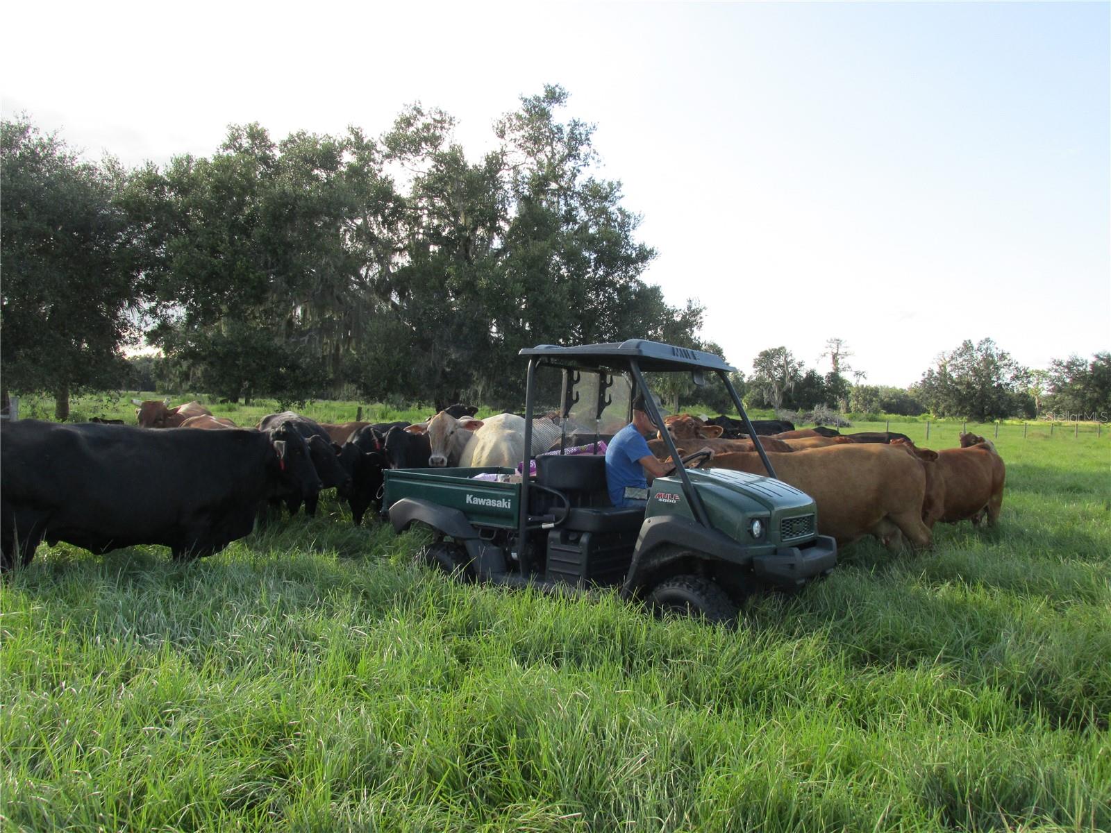 MYAKKA CITY AREA - Residential