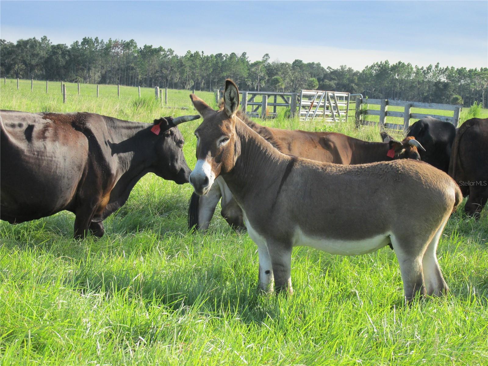 MYAKKA CITY AREA - Residential