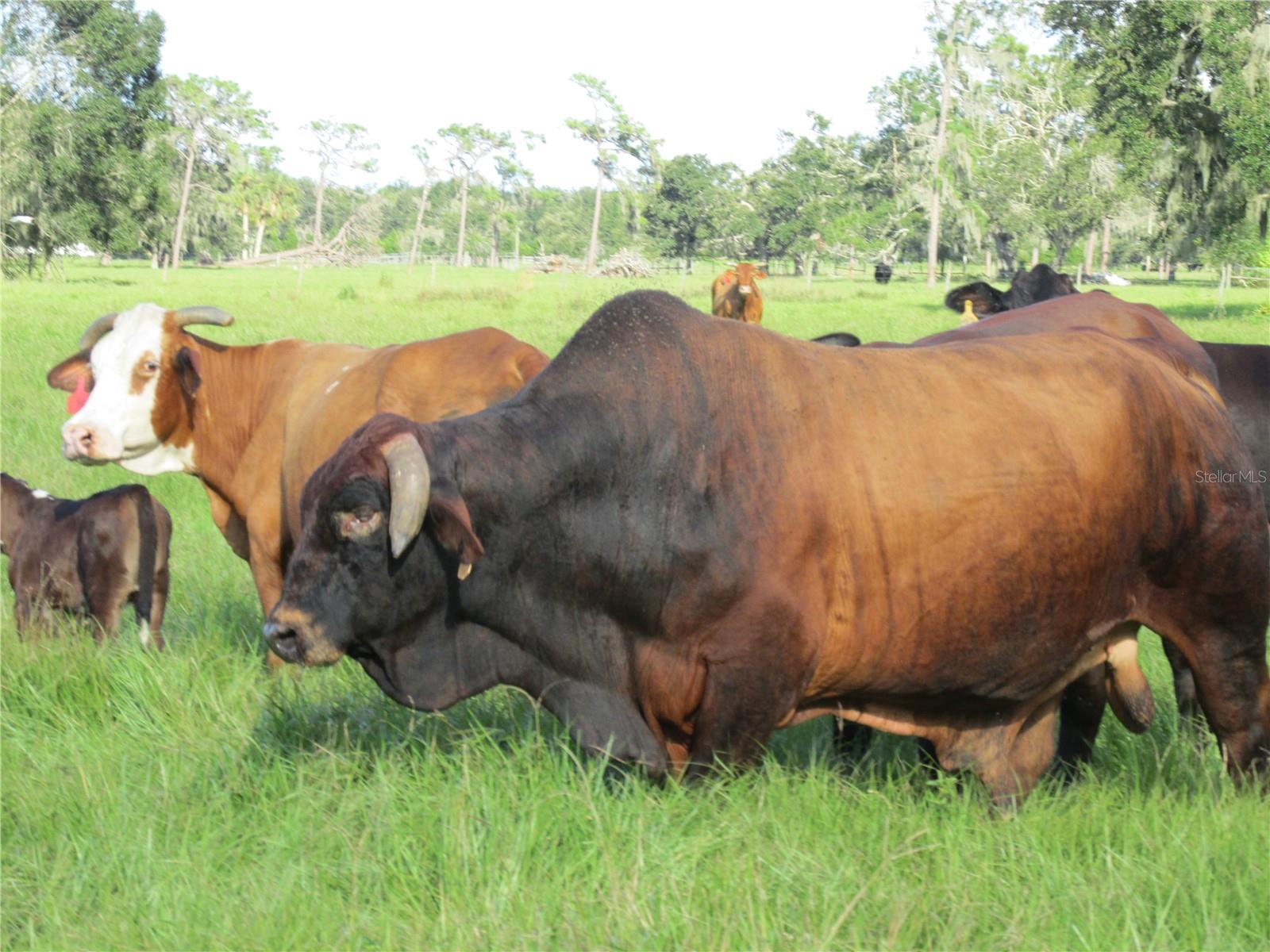 MYAKKA CITY AREA - Residential