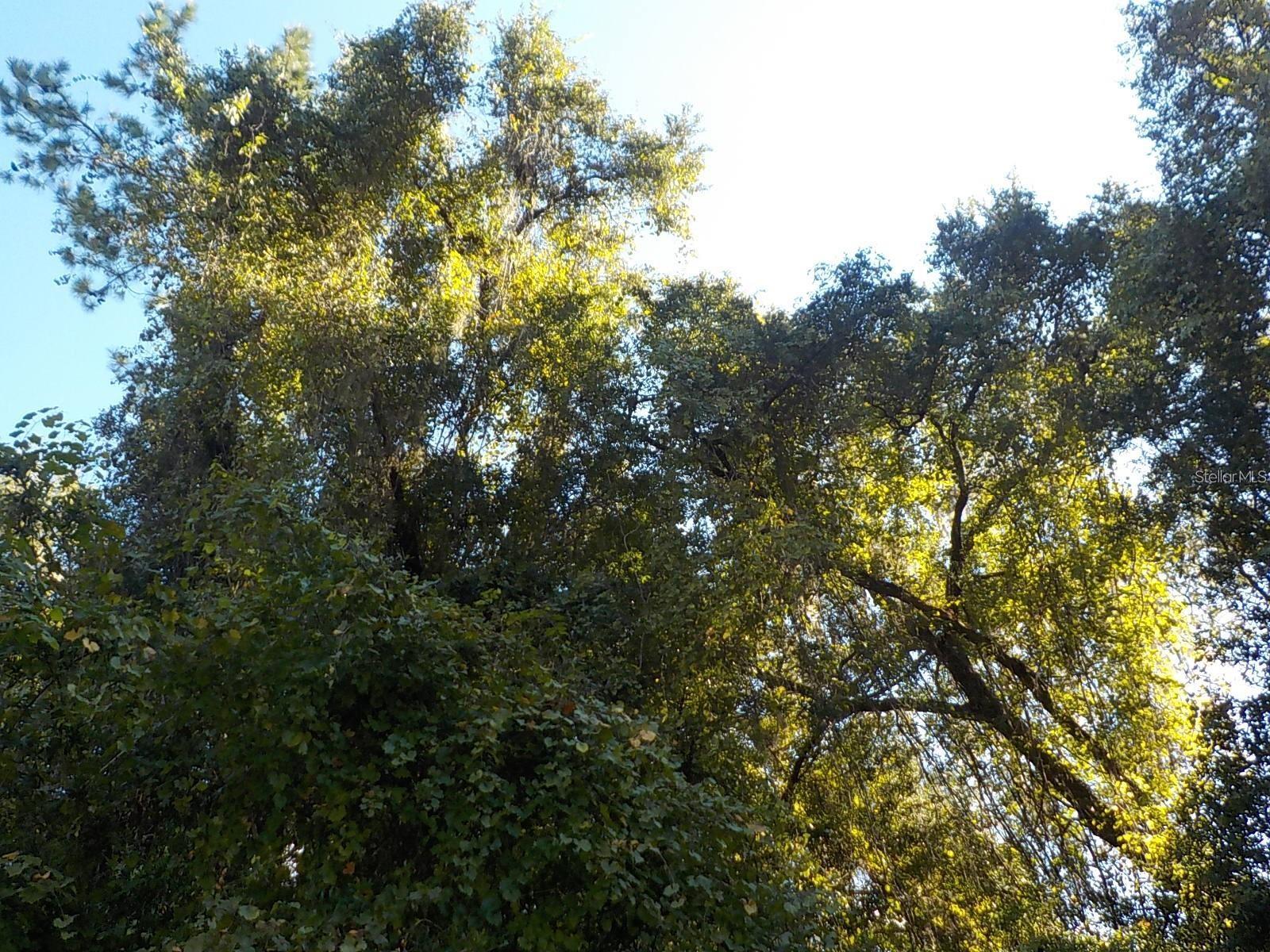 CITRUS SPGS UNIT 20 - Land