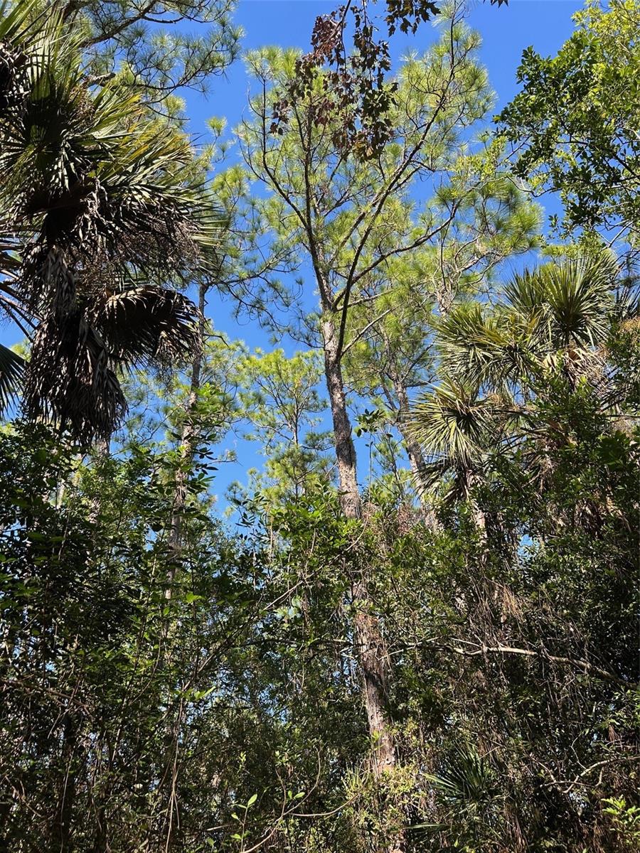 ACREAGE HEADER - Land