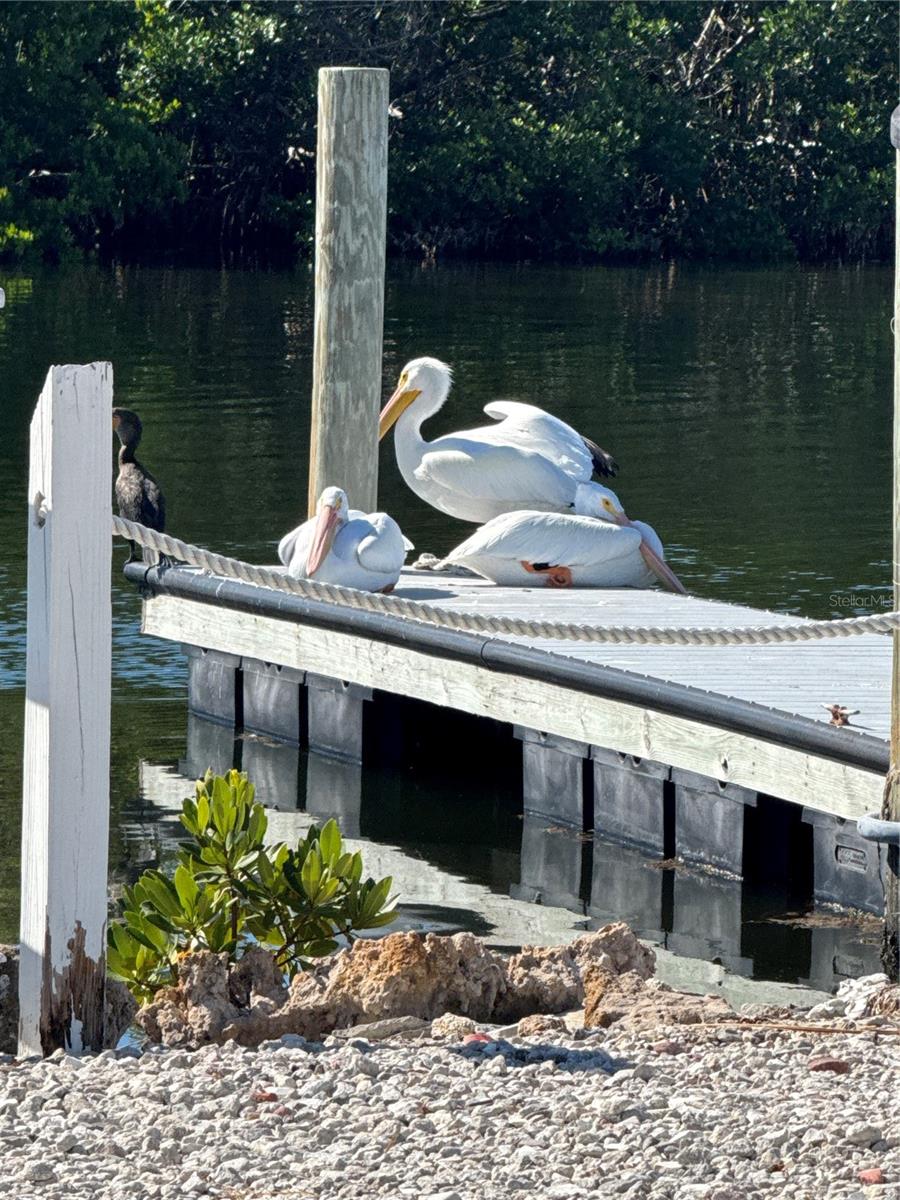 PARADISE BAY ESTATES CO-OP - Residential