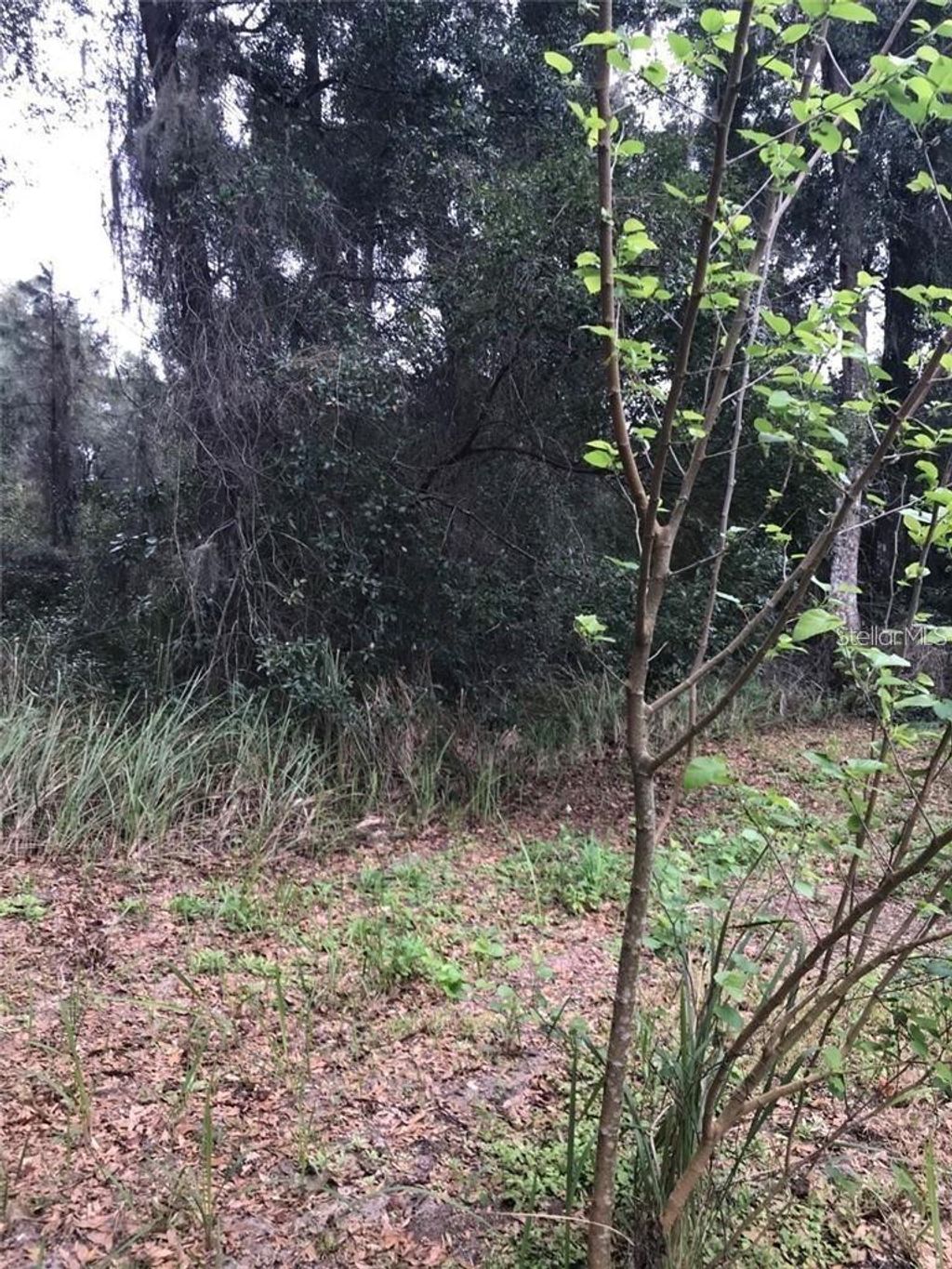 Photo of 260 Mercers Fernery Road, Deland, FL 32720 (MLS # V4942382)