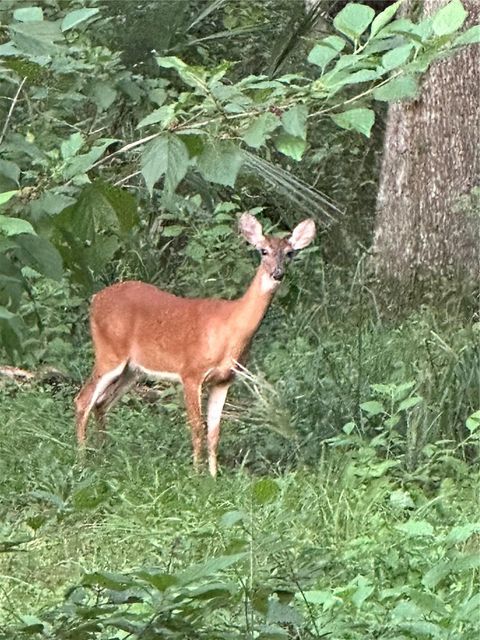 Tiny photo for 6177 Cr 625, Bushnell, FL 33513 (MLS # TB8411253)