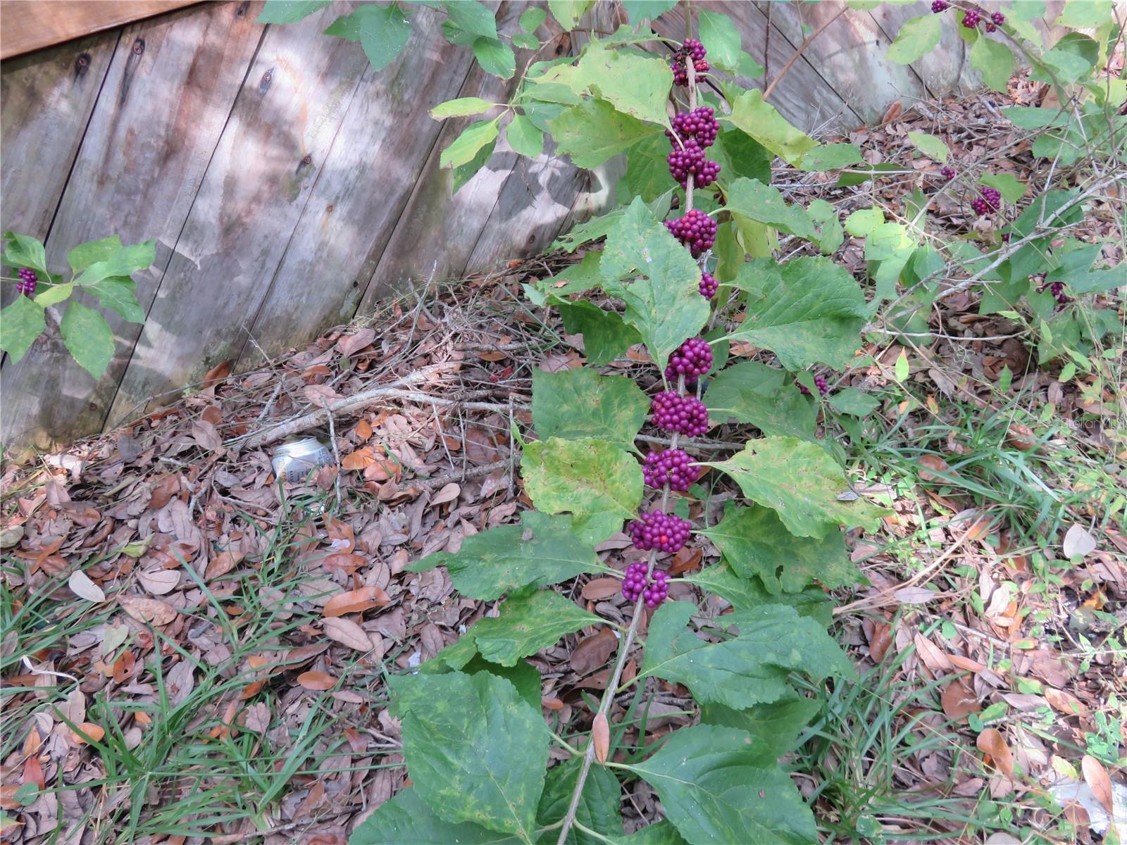 OWEN LAKE - Residential