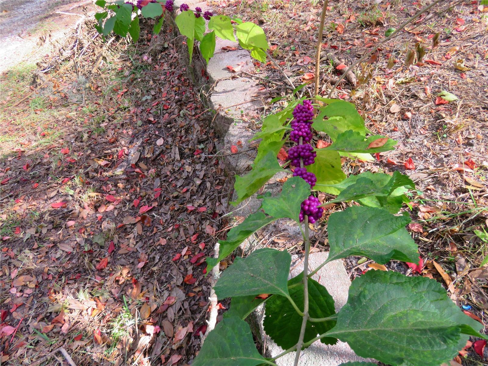 OWEN LAKE - Residential