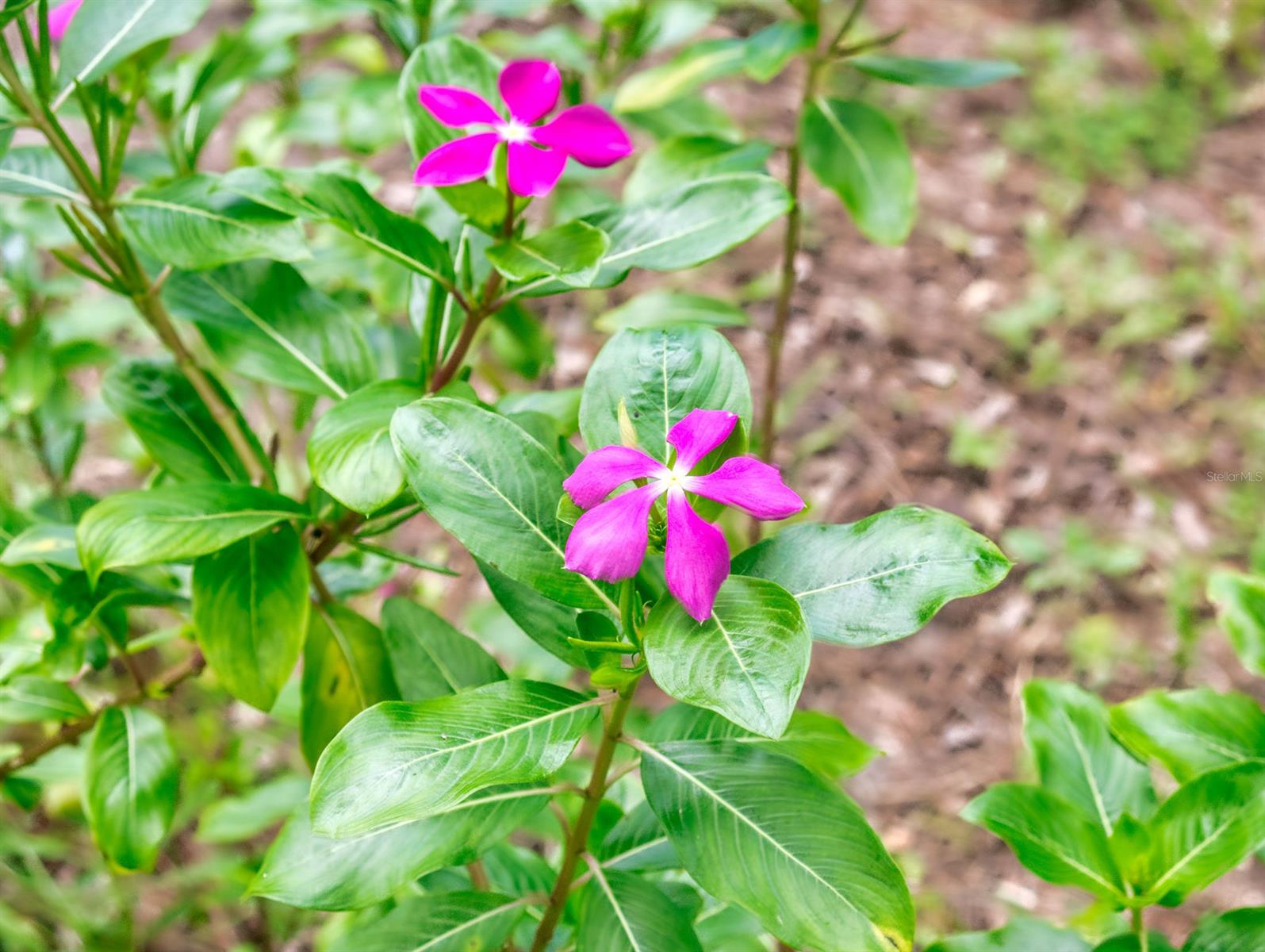 Daugherty Charles Lindsay Todd Grant - Residential