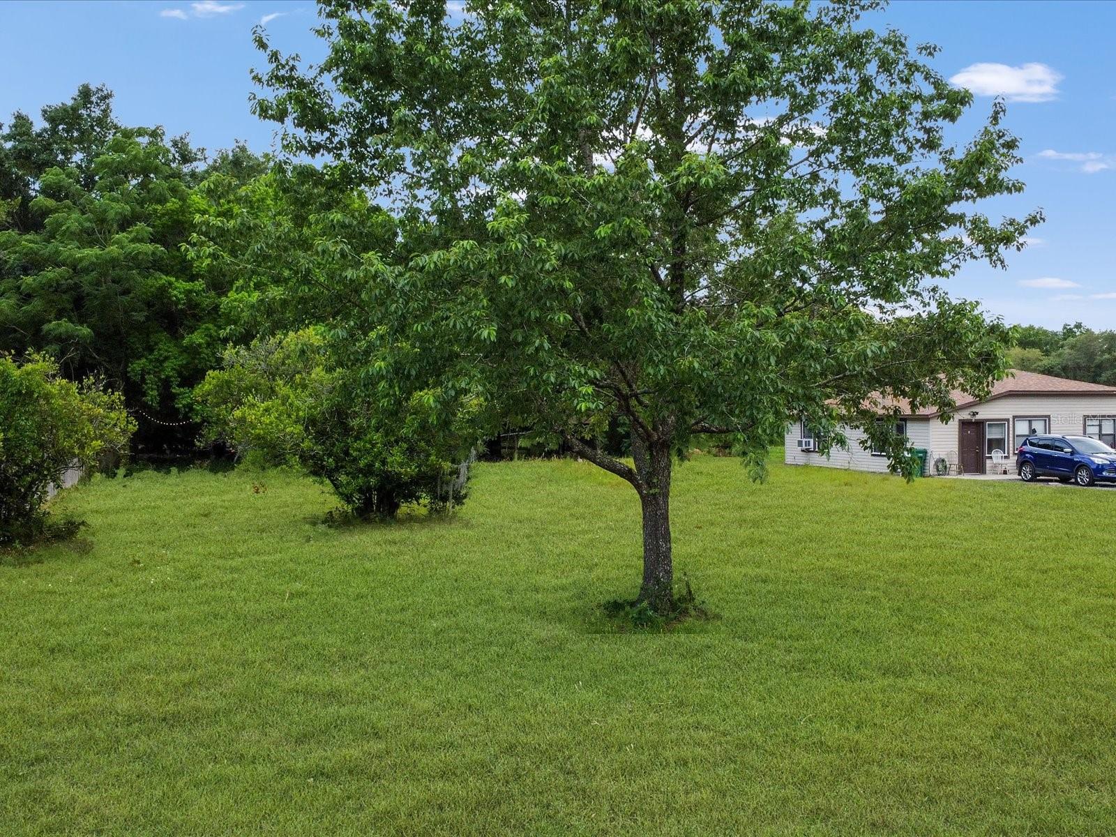 FRUITLAND PARK STINSONS REP - Land