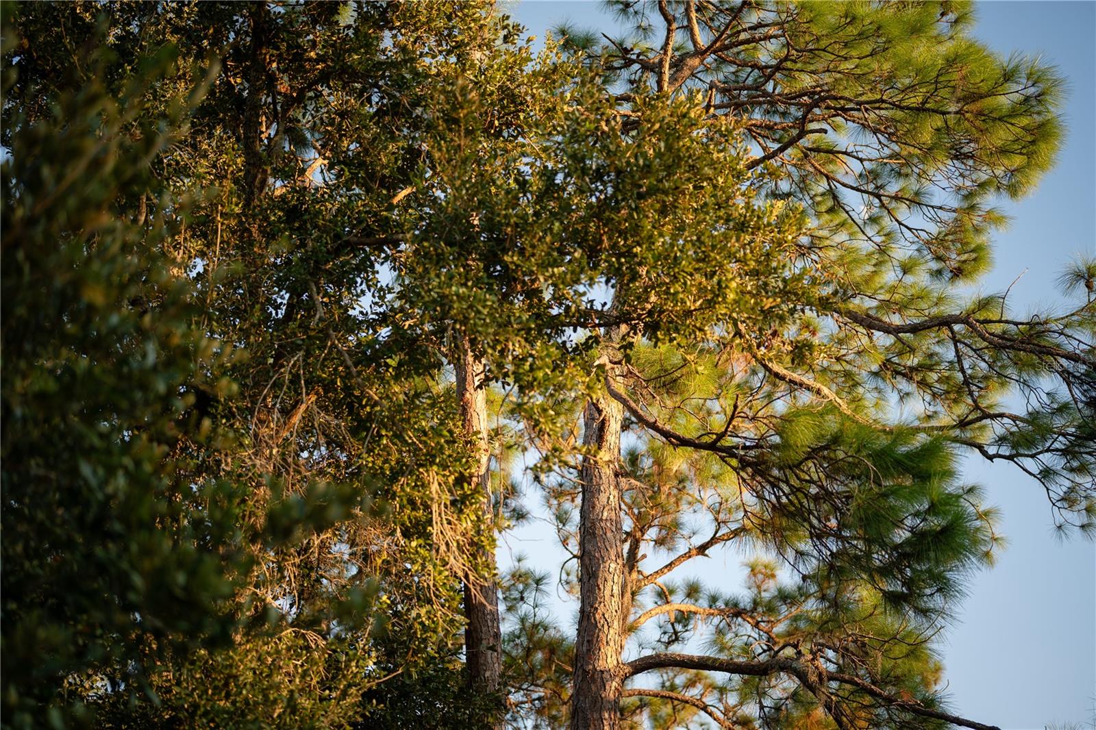 PANTHER RIDGE - Residential