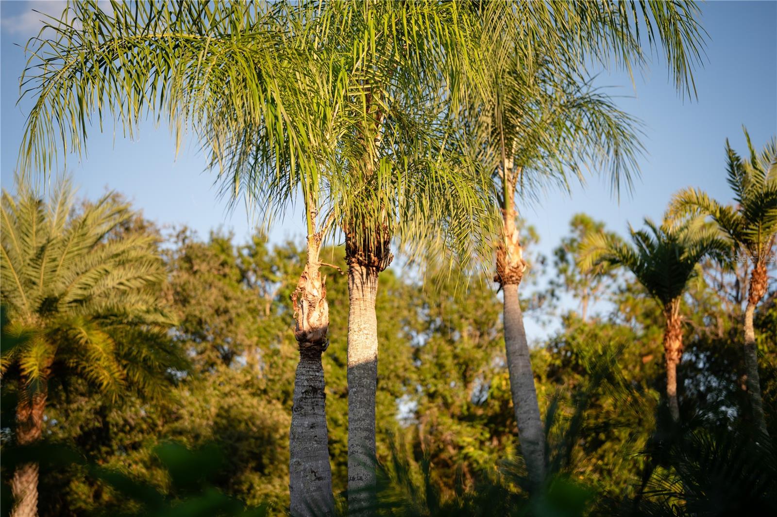 PANTHER RIDGE - Residential