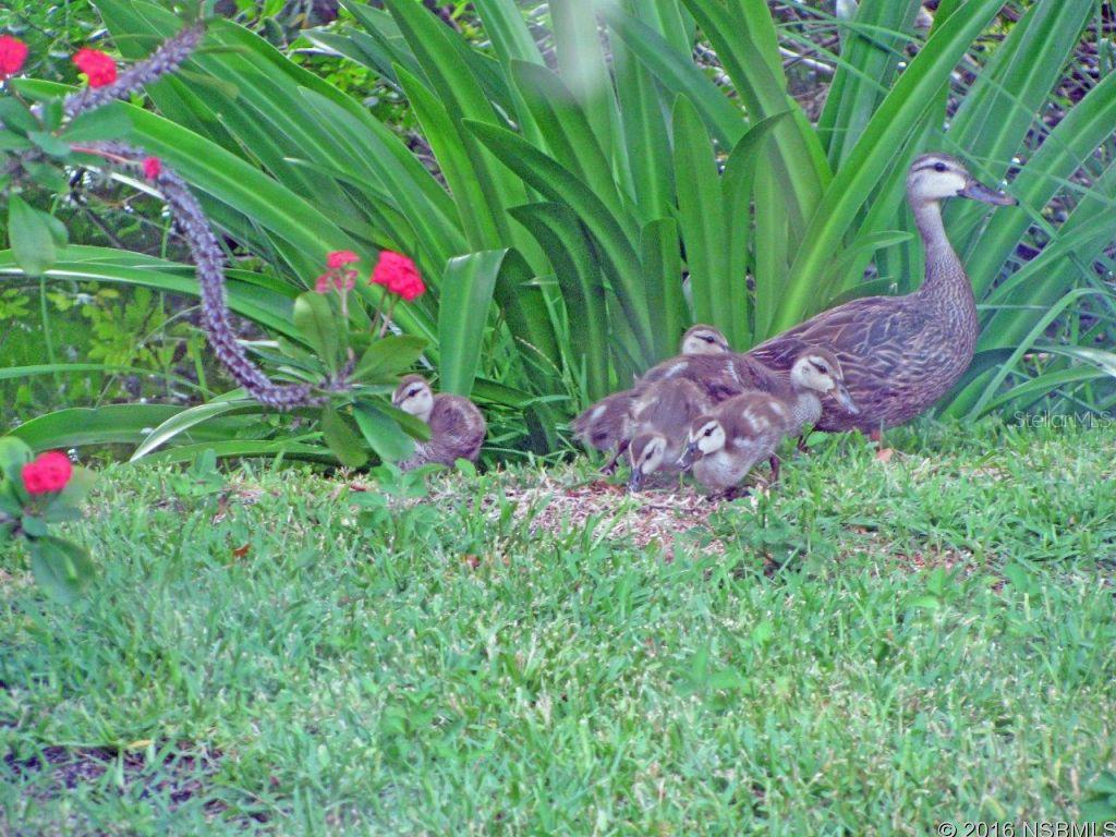 Detwilers Add 01 New Smyrna Bch - Residential