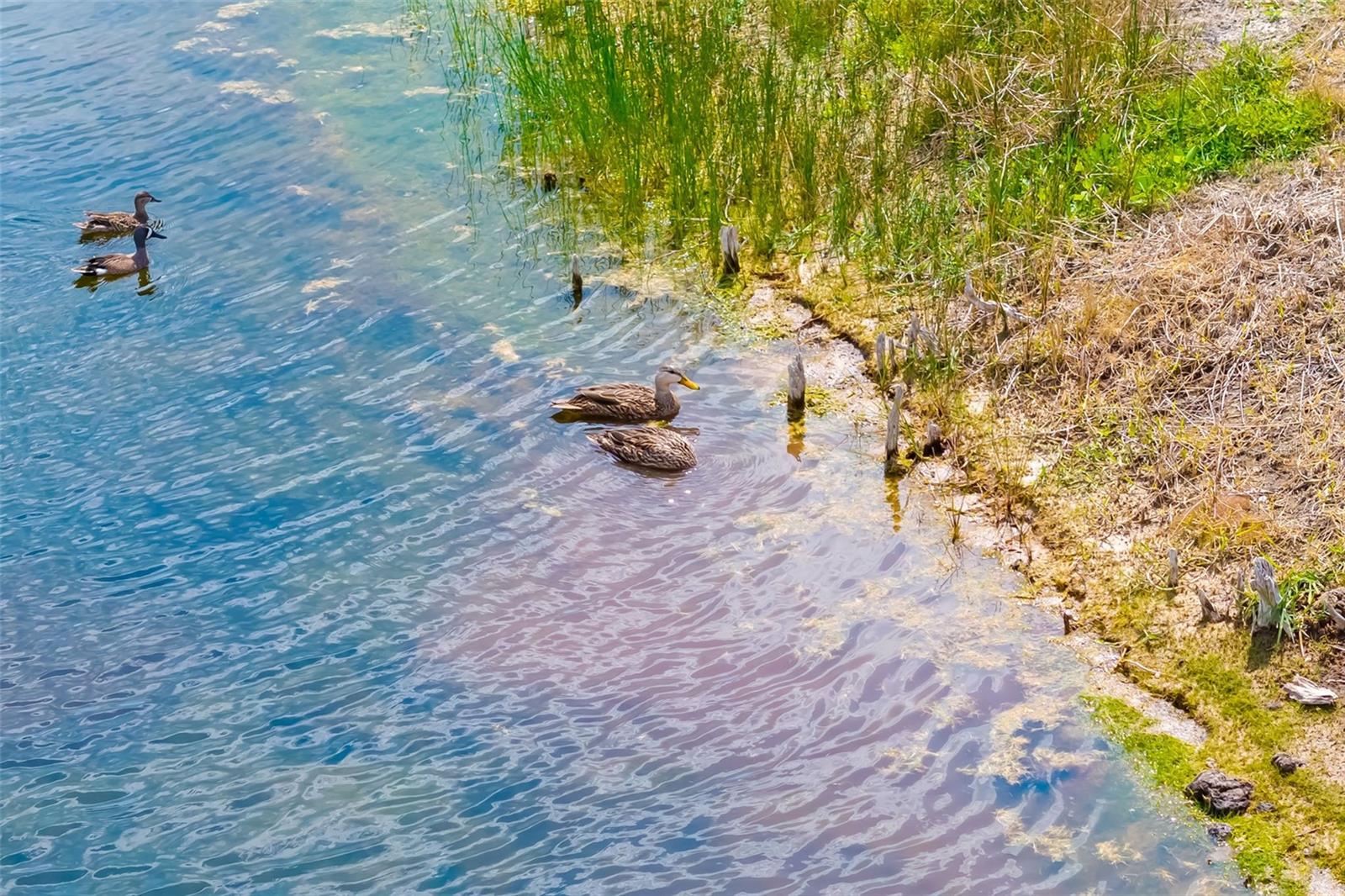 RIVENDELL UNIT 5 THE WOODLANDS - Residential