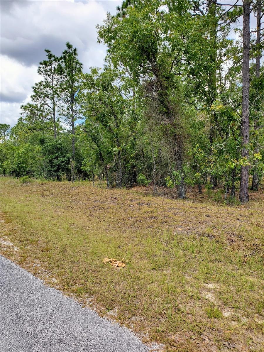 Privacy, quiet solitude await! HIGH AND DRY property! Build your new home here and enjoy nature.