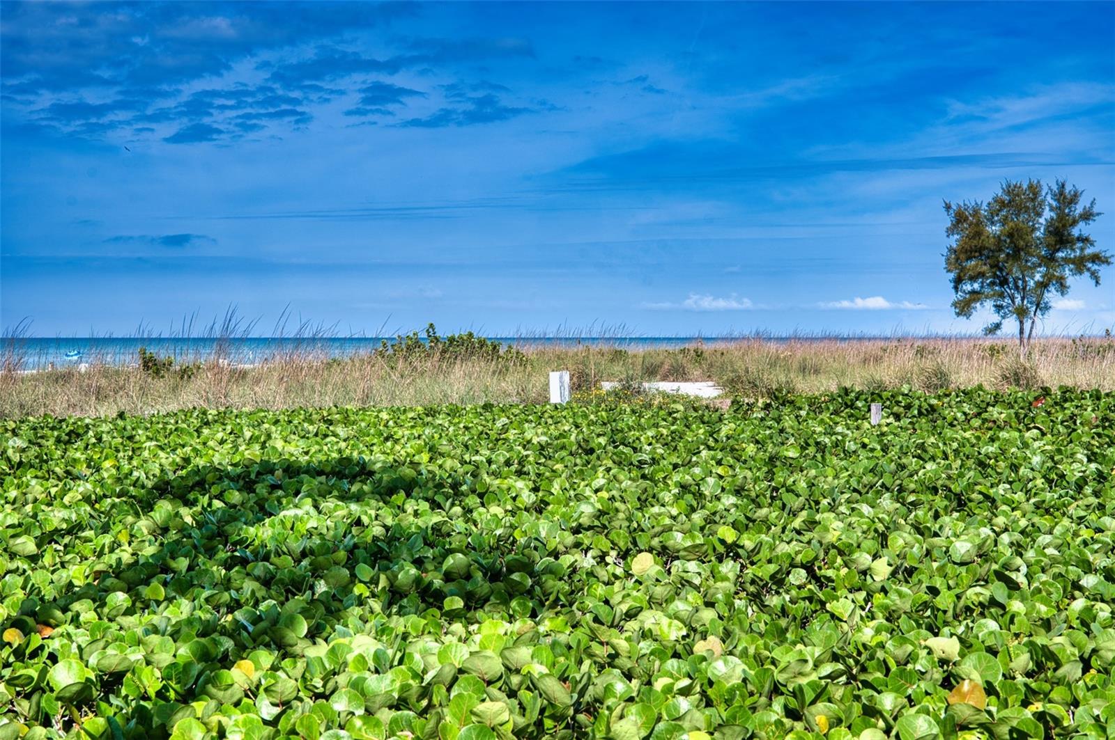 WHITNEY BEACH III - Residential