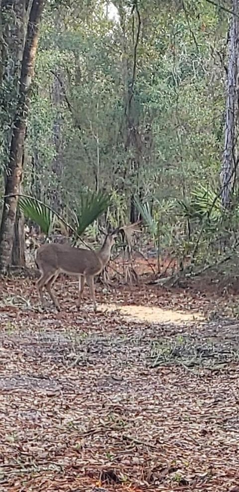 Tiny photo for 7982 W Mayfair Drive, Homosassa, FL 34448 (MLS # W7885435)