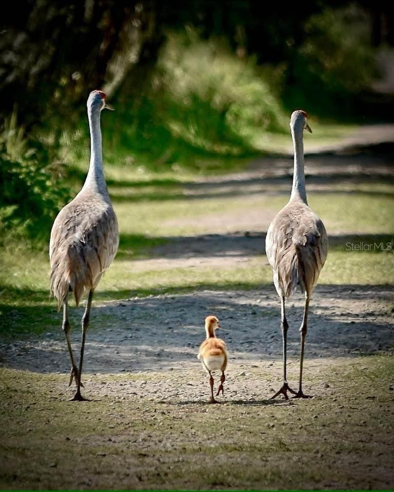 DEL WEBB ORLANDO PH 2A - Residential