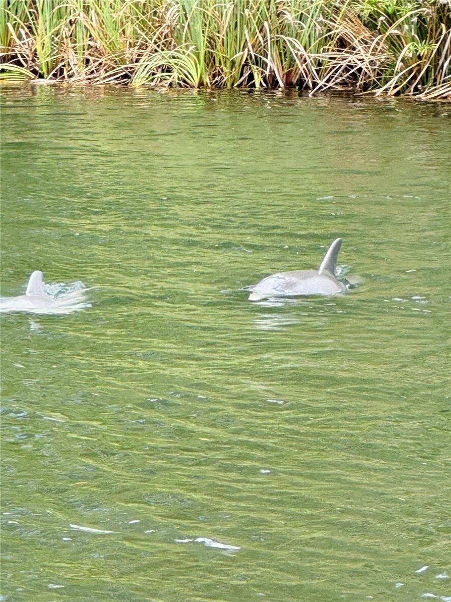 WEEKI WACHEE GARDENS ADD - Residential