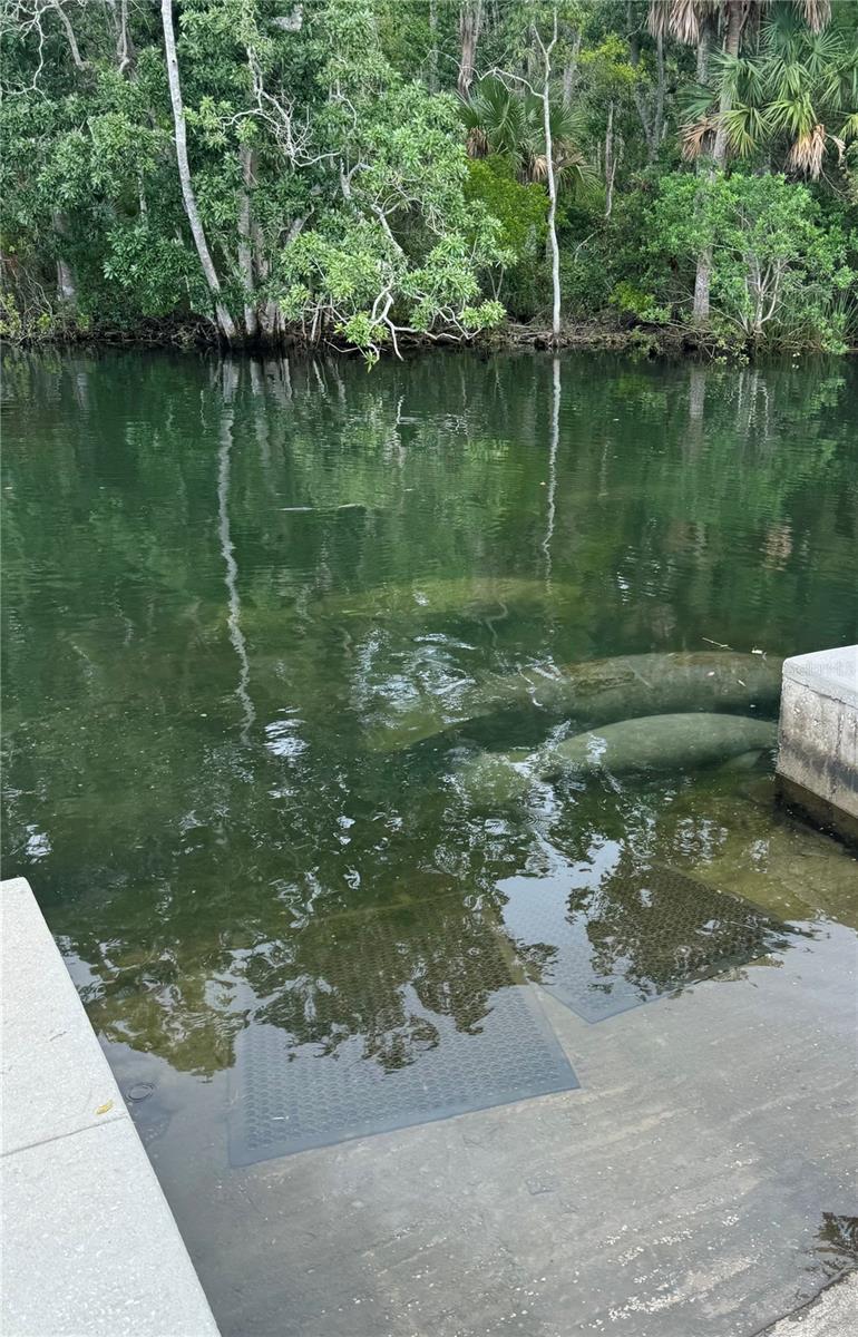 WEEKI WACHEE GARDENS ADD - Residential