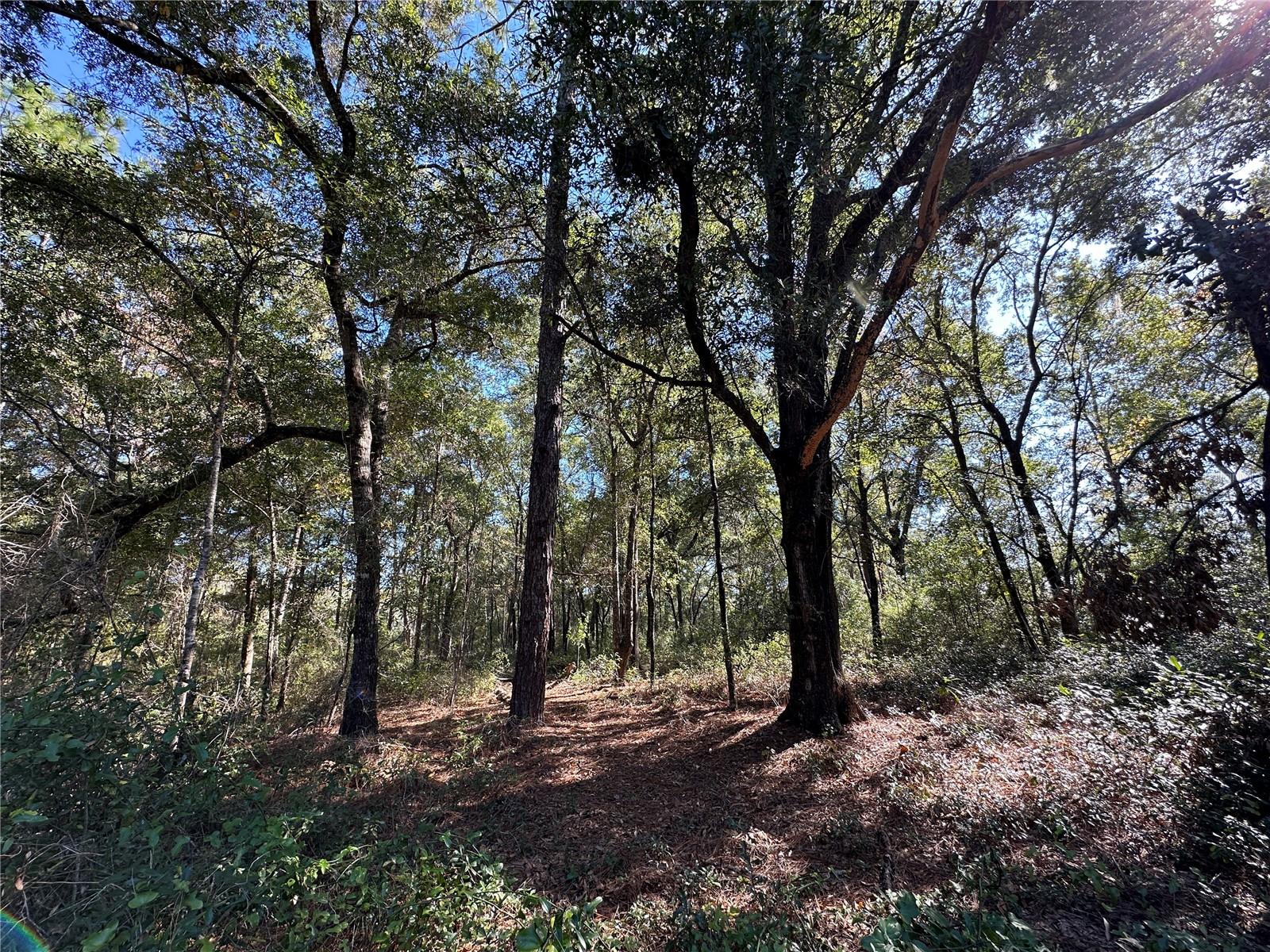 WILLISTON HIGHLANDS GOLF & C CLUB ESTATES - Land