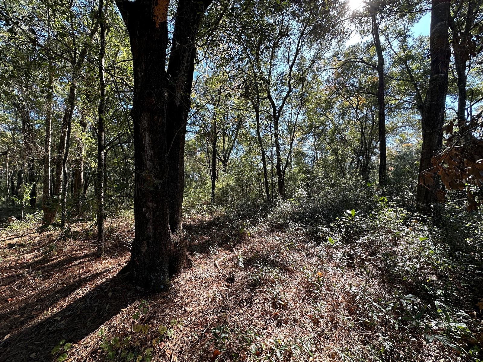 WILLISTON HIGHLANDS GOLF & C CLUB ESTATES - Land