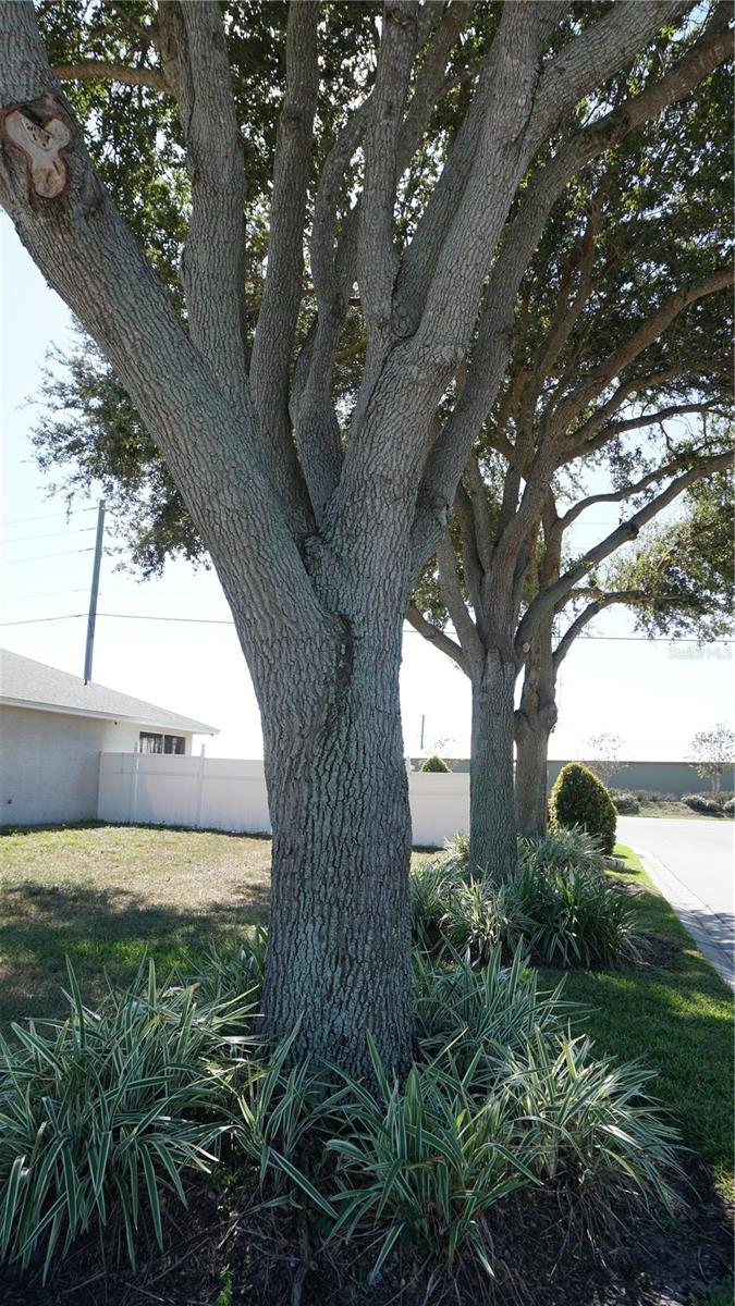 BENTLEY OAKS - Residential