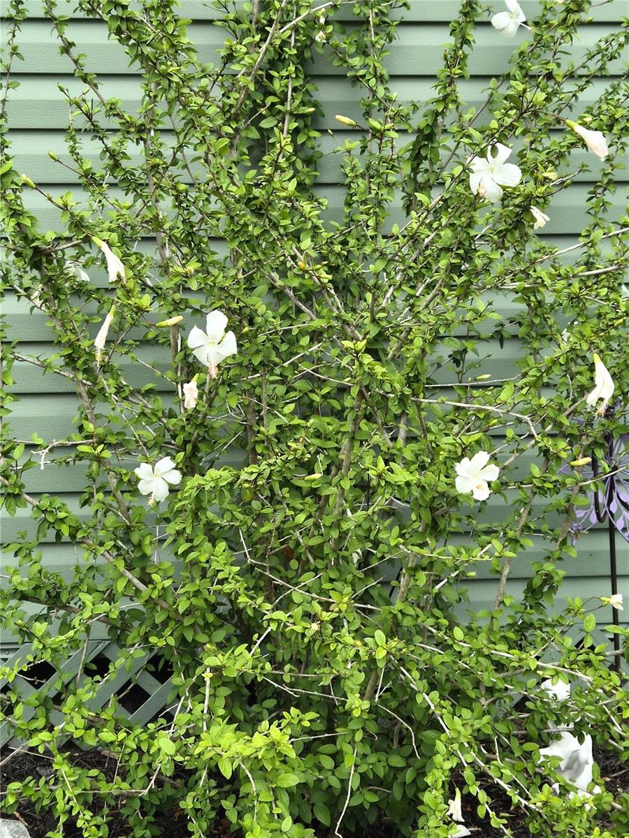 S P G HEIGHTS 8TH ADD - Residential