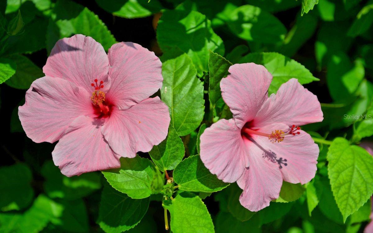 TERRACE EAST - Residential