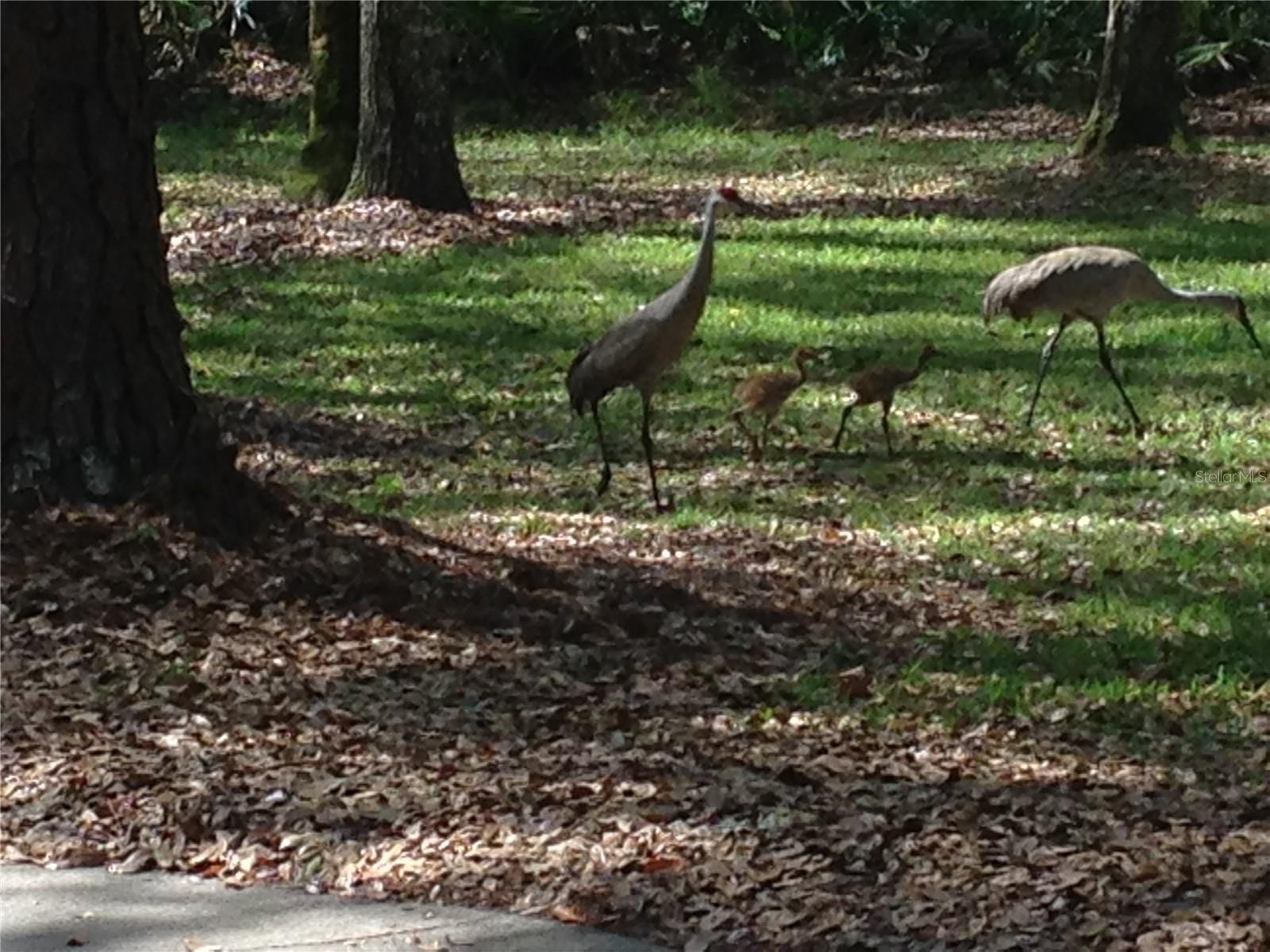 QUAIL RUN ESTATES - Residential