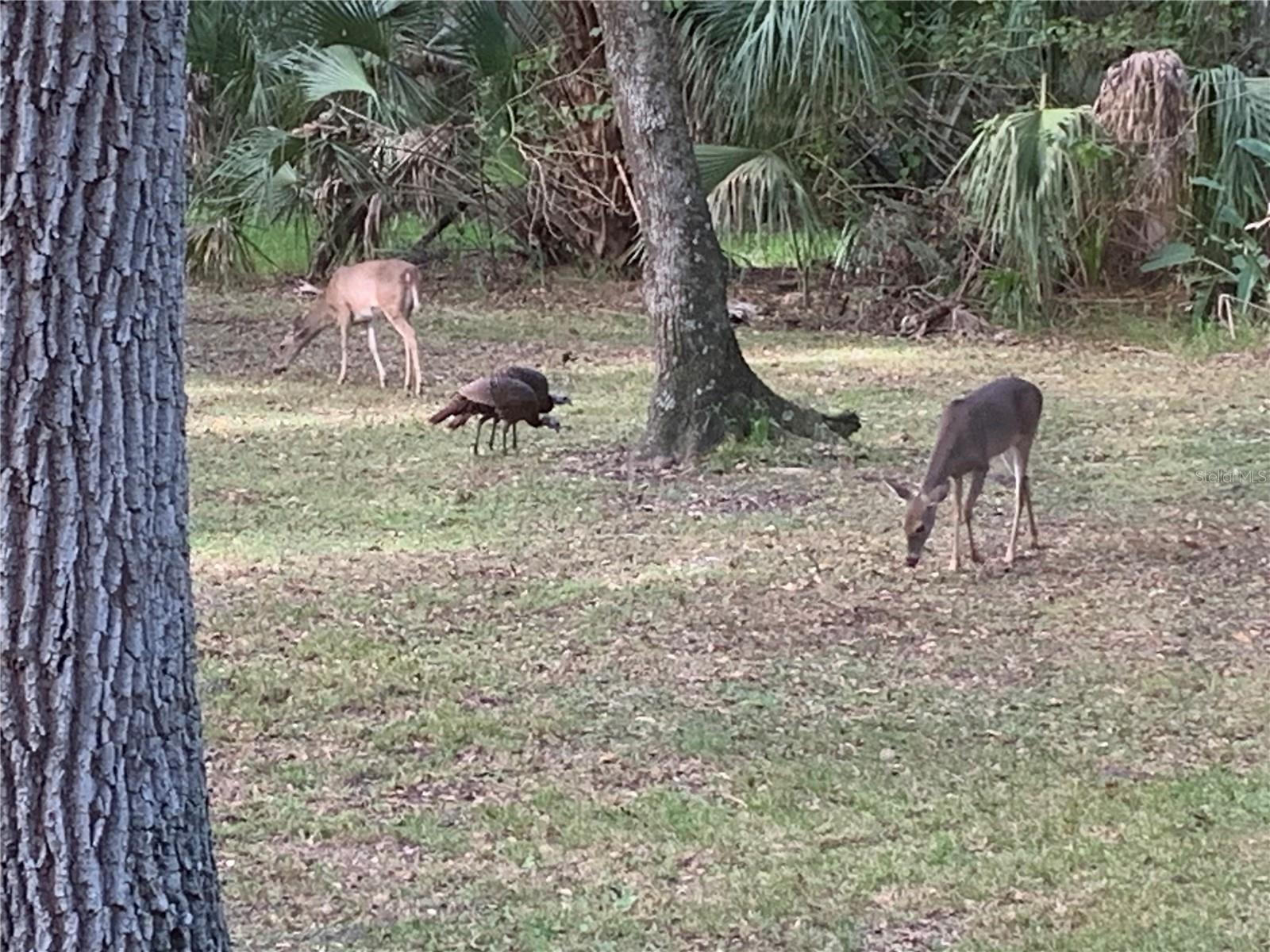 QUAIL RUN ESTATES - Residential