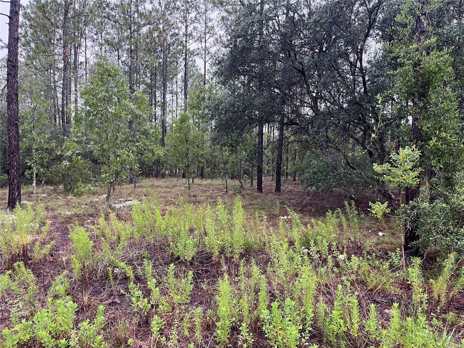 GREAT LAND AT A GREAT PRICE, 0.25 ACRE, PRIVATE, HIGH AND DRY, BUILDING LOT, Great Trees you can work with and FLAT READY TO BUILD ON. Zoned for Site Built Homes ONLY, NO MOBILE HOMES! Build your DREAM HOME or buy and hold as an investment with LOW TAXES. Near major roads for easy commuting to work, shopping, restaurants, and schools. NO HOA, and very few neighbors, but still close to services and many lakes. Buy this land, buy all of this SELLER's lots and/or purchase an available land/home package and START BUILDING TODAY! Lot GPS Coordinates: 29.17466362, -82.54243329.