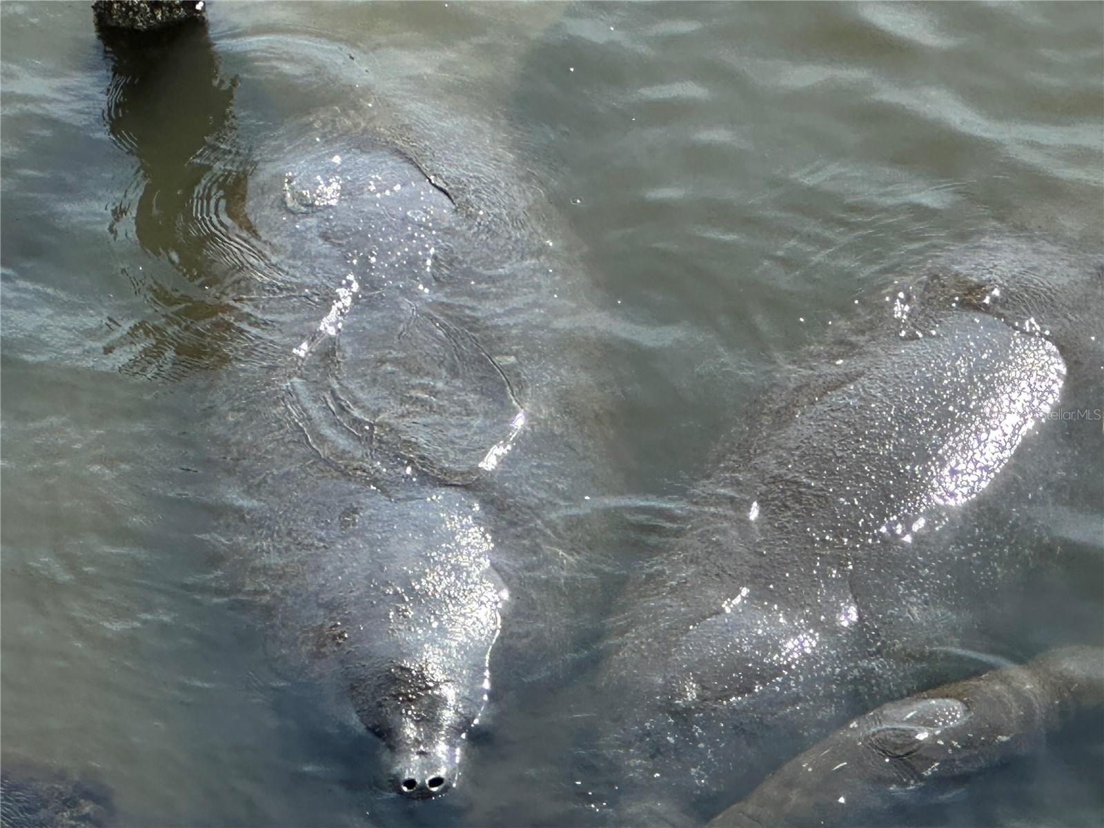 RIVER PALMS RIVER FRONT CONDOMINIUM - Residential