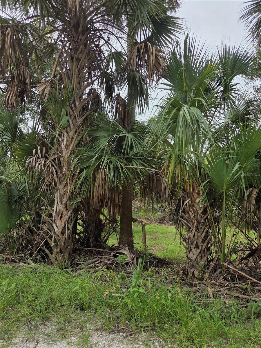 Peace & tranquility awaits, endless possibilities with this private 5-acre wooded lot located on River Road in beautiful Myakka City. Super close to Dakin Dairy & the Lipizzan horse farm & fantastic Myakka River State Park. Spacious rectangle shaped lot offers the perfect canvas for creating your dream retreat, weekend getaway or agricultural adventure with agriculture zoning and no deed restrictions, the sky is the limit to what you want to build. Old Florida ambiance with so many big Oak trees and winding country roads, abundant wildlife and just a breath of fresh air. Truly escape the daily hustle yet be close enough to enjoy the convenience of both Bradenton, Sarasota and Lakewood Ranch and all the many shops, restaurants & attractions. Create your own private oasis! Includes a well, and electric poles are on site, just need to put in septic.