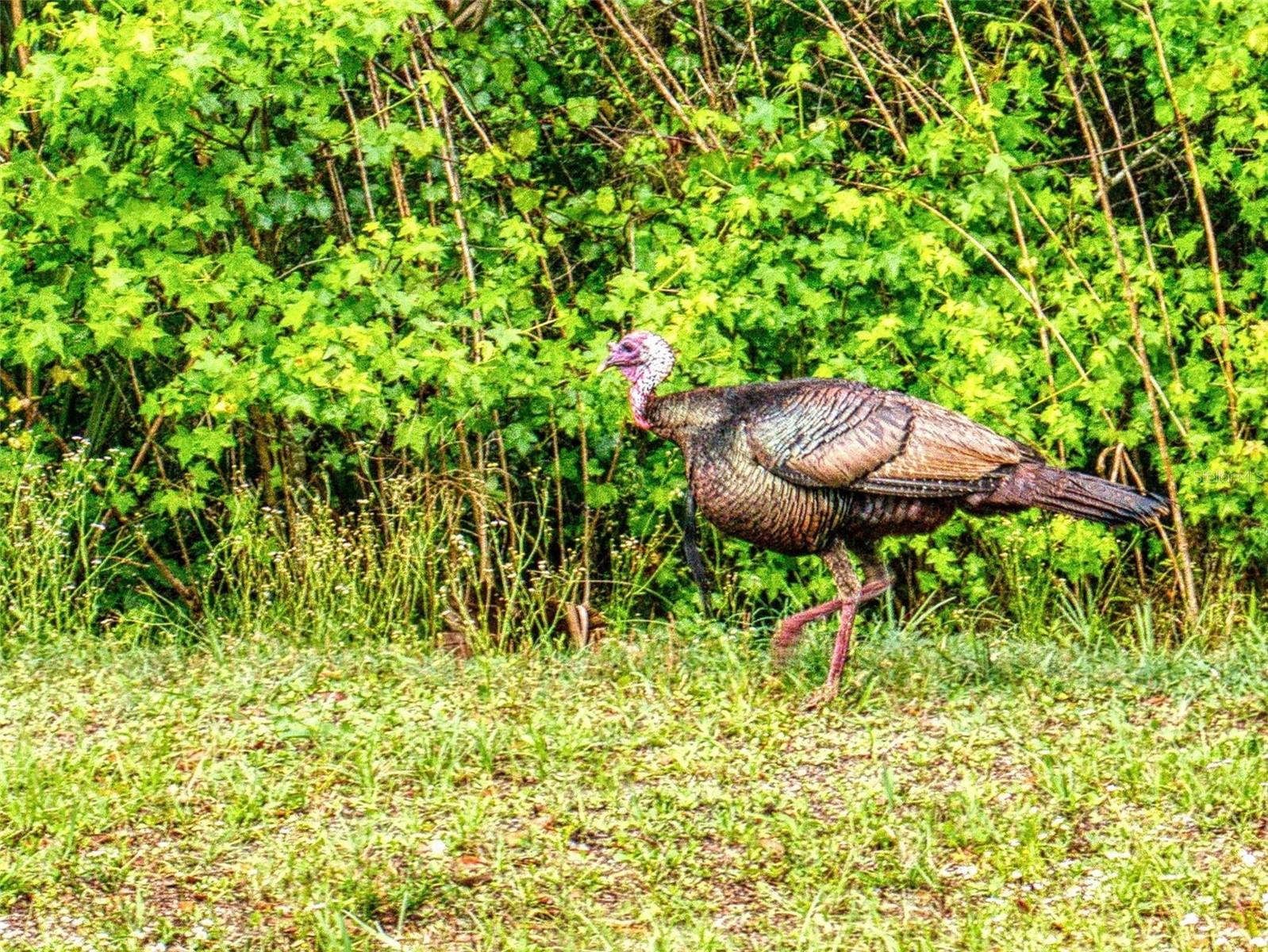 LIBERTY VILLAGE SUB - Land