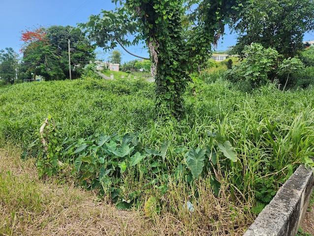 COLLORES WARD - Residential