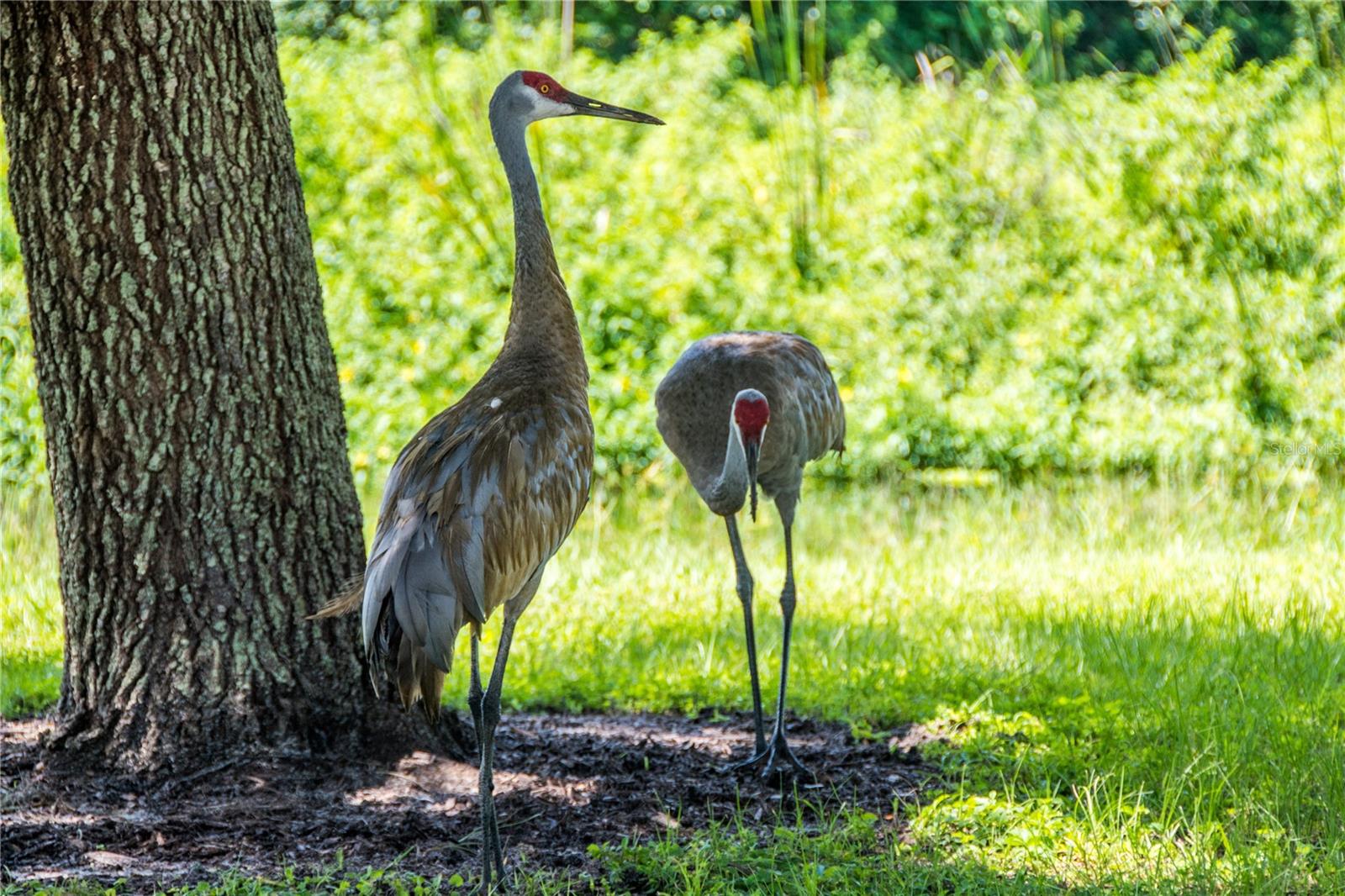 BROOKSIDE 2 - Residential