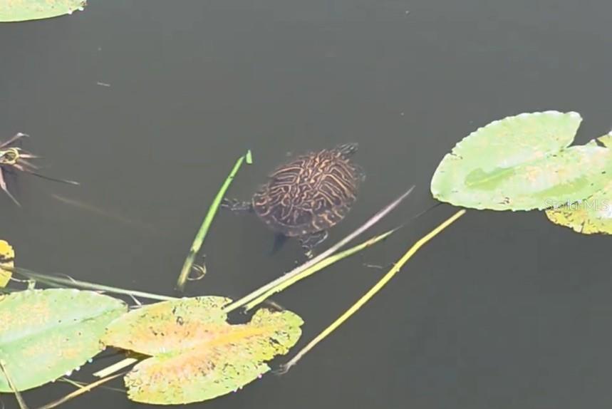 REGENCY PARK AT LAKE MARY A CONDO - Residential