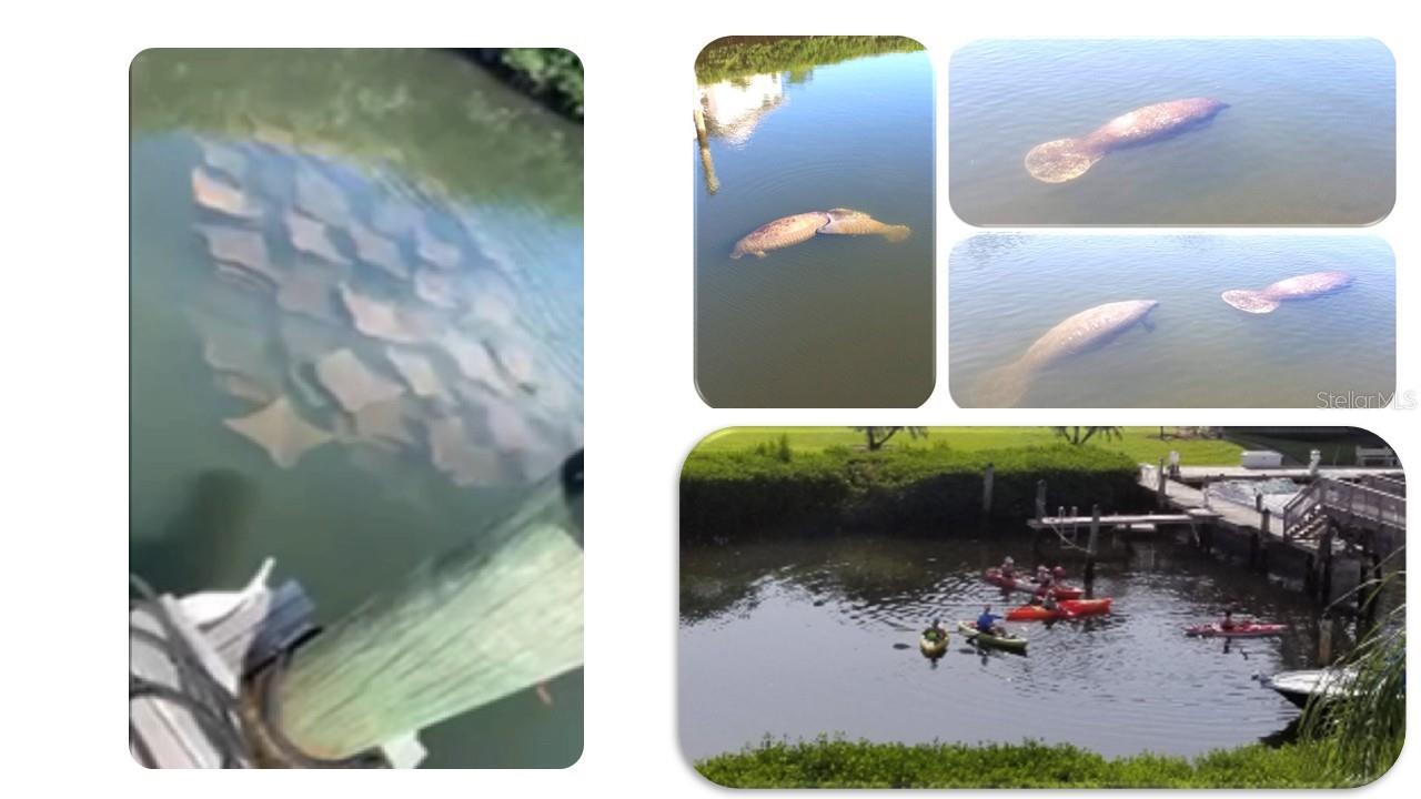 TARPON COVE CONDO - Residential