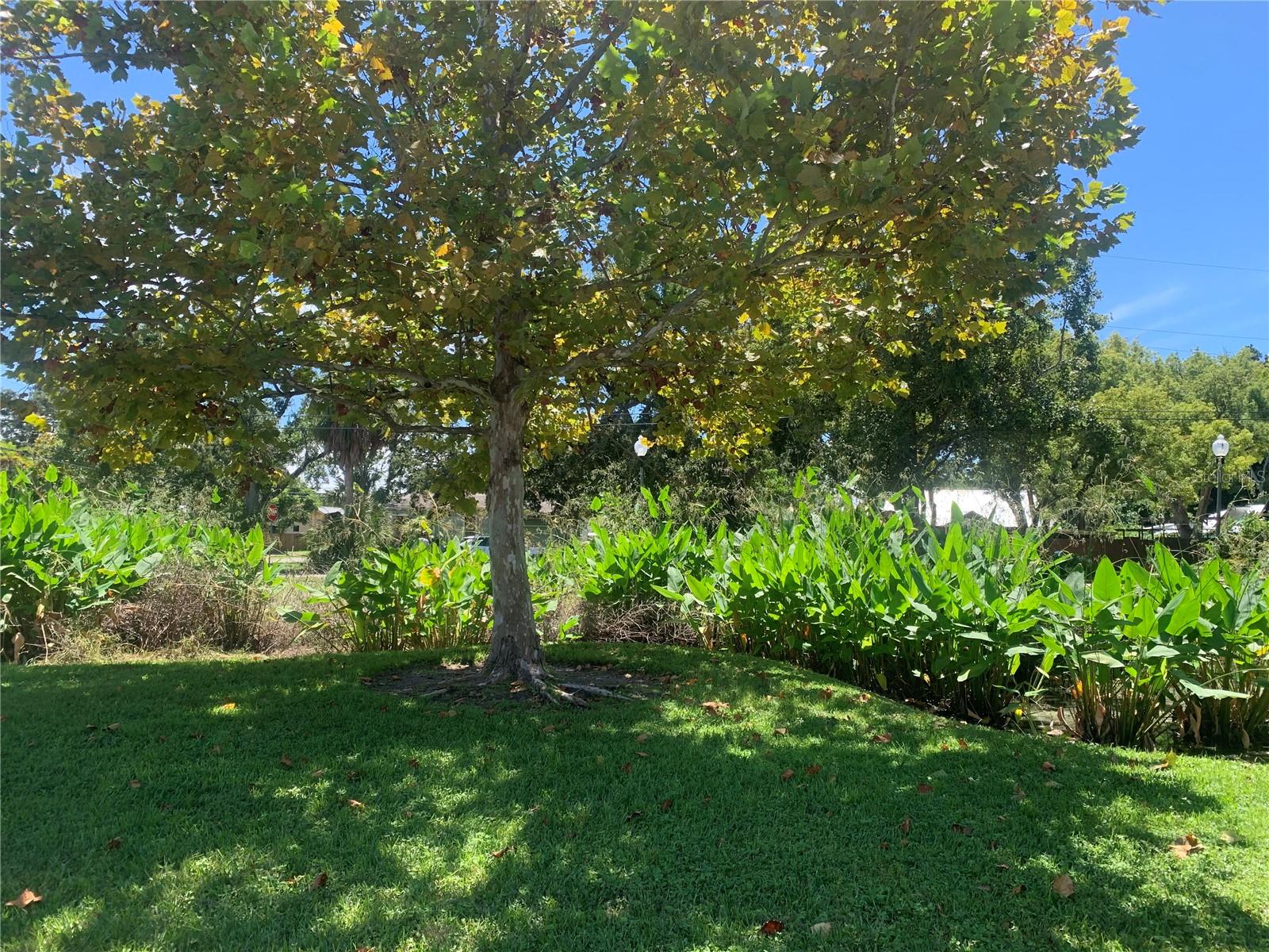 PINE GROVE - Residential