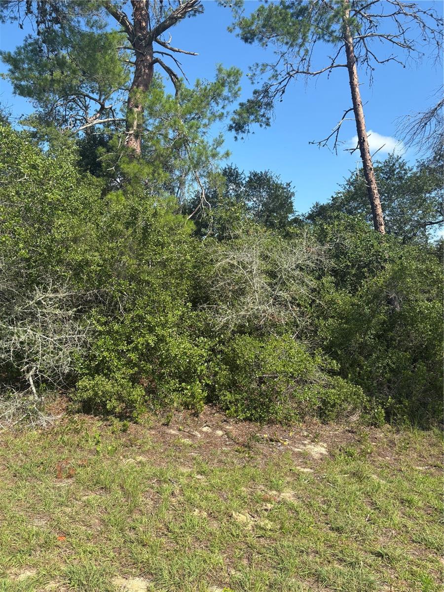 Photo of 16698 SW 21st Circle, Ocala, FL 34473 (MLS # O6419507)