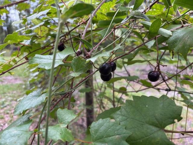 WOODYS SUB - Residential