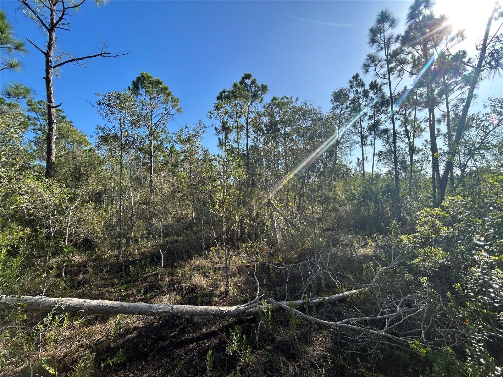 Welcome to your slice of agricultural paradise in the heart of Punta Gorda, Florida. This 2.5 acre parcel of AG land, ideally located in the Charlotte County Ranchettes, presents an exceptional opportunity for those seeking a rural lifestyle within proximity to urban amenities. Situated in a prime agricultural zone, this parcel of land offers endless possibilities for farming ventures, allowing you to cultivate your own crops or raise livestock to your heart's content. The Ranchettes is a 2,400 acre dirt road neighborhood perfect to ride your horses, SXSs or 4 wheelers. Conveniently positioned close to I75 interchanges, accessing major transportation routes for commuting or travel is a breeze, making this location ideal for those who value connectivity and accessibility. Additionally, the proximity to downtown Punta Gorda (a quick 10 minute drive) ensures that you're never far from the historical cultural, great dining options, and charming shops that the area has to offer. For added convenience, grocery stores are just a stone's throw away (5 - 10 min), allowing you to easily stock up on essentials without the hassle of long drives. Don't miss out on the chance to own a piece of agricultural bliss in Punta Gorda, where rural charm meets modern convenience. Seize this opportunity to create the lifestyle you've always dreamed of in one of Florida's most coveted locations. Act now and make this vacant land yours today!