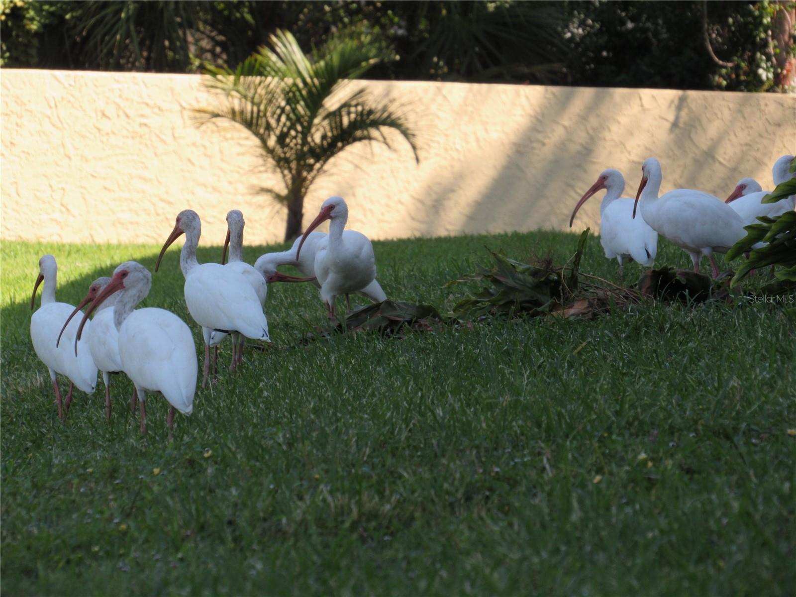 ARBOR HGTS CONDO - Residential