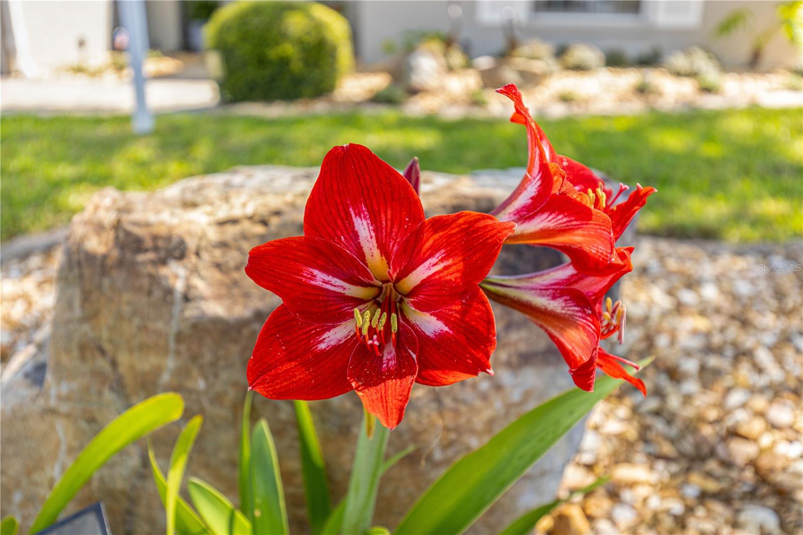 INDIGO EAST PH 01 UN A-A & B-B - Residential