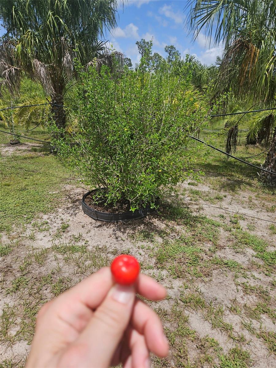 WATERBURY TRACTS CONTINUED - Land