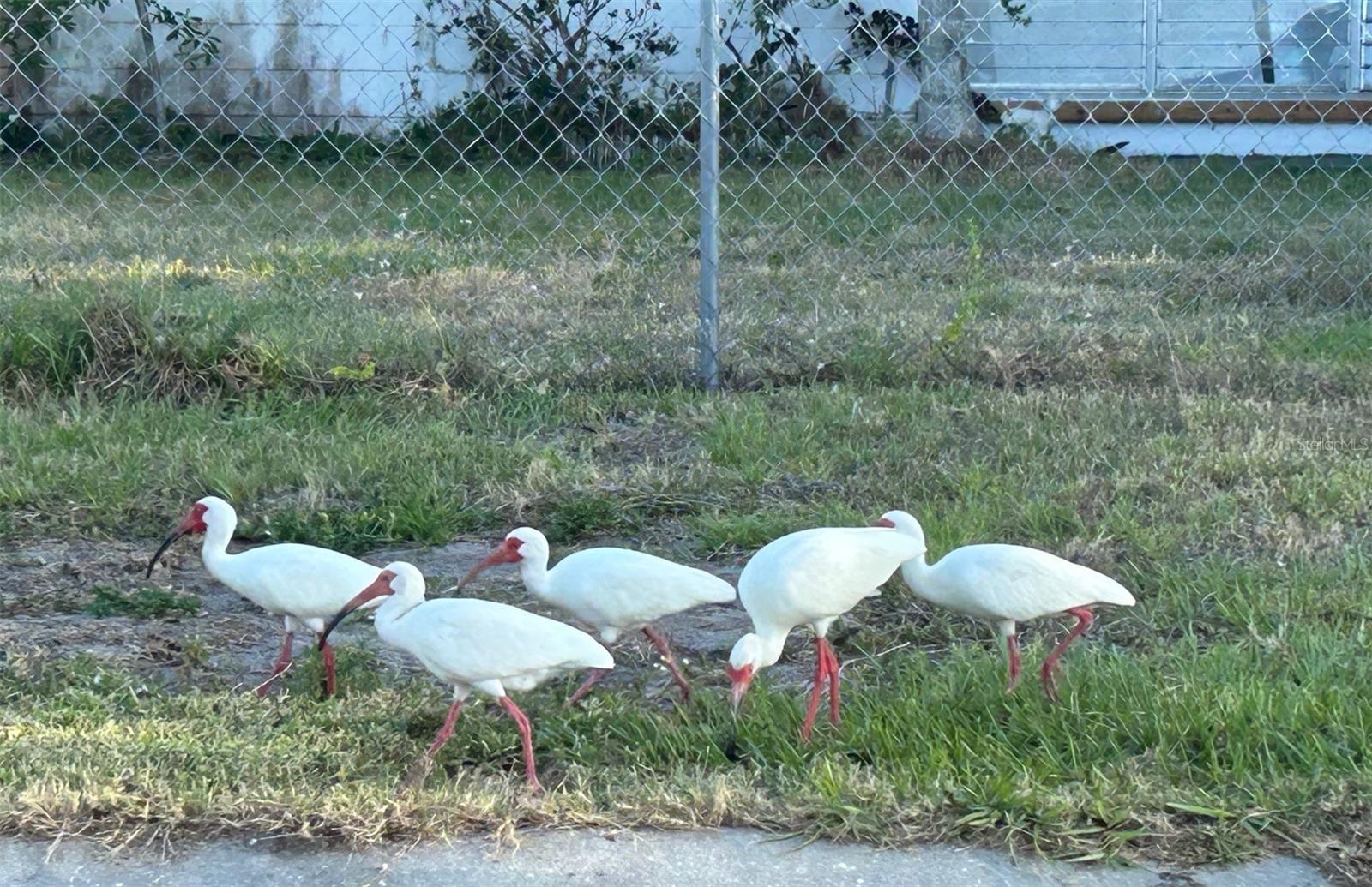 PORT CHARLOTTE - Residential