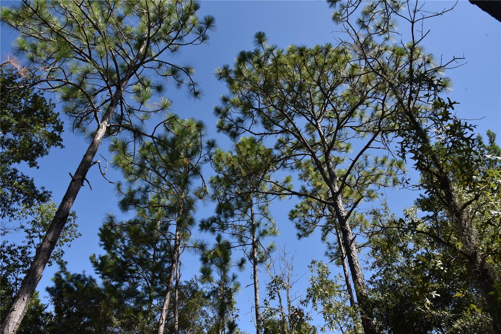 ORANGE BLOSSOM ESTATES - Land