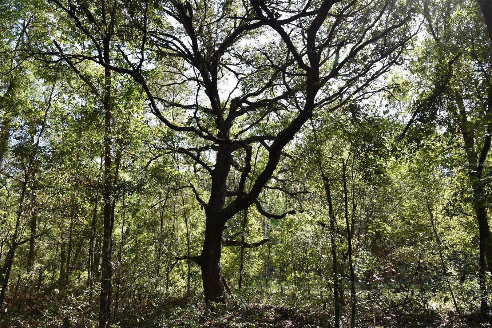 ORANGE BLOSSOM ESTATES - Land