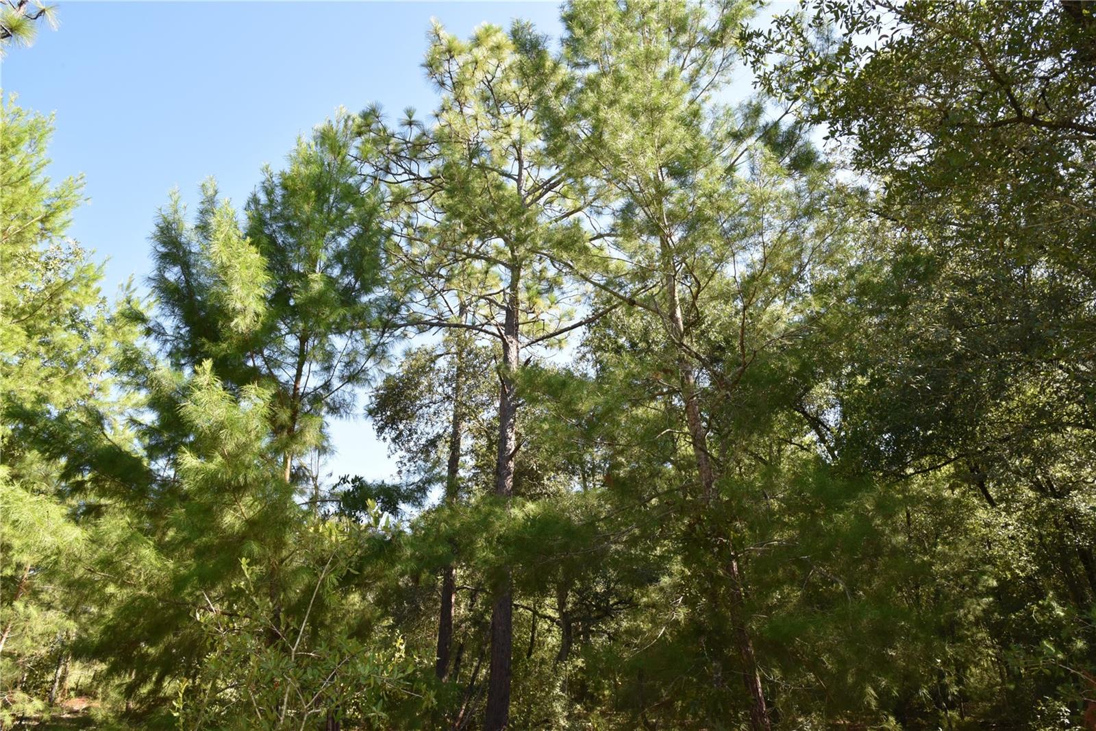 ORANGE BLOSSOM ESTATES - Land