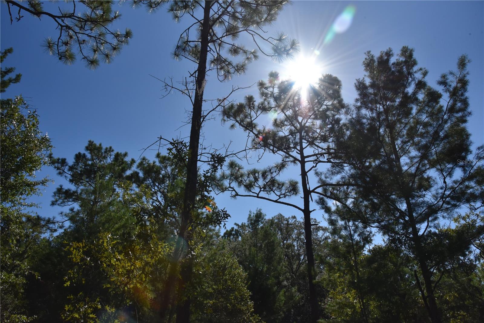 ORANGE BLOSSOM ESTATES - Land